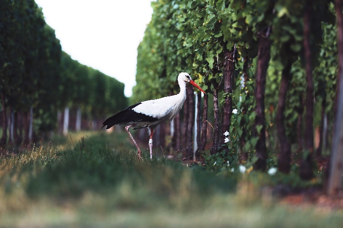Heron in Alsace
