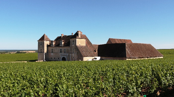 Typicals grapevines of Bordeaux