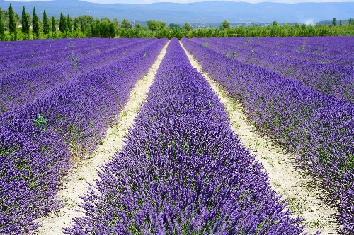Provence